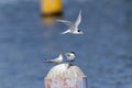 Couple of little tern perching on a iron pole in the river Royalty Free Stock Photo