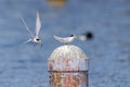 Couple of little tern perching on a iron pole in the river Royalty Free Stock Photo