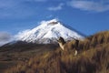 A couple of llamas in Cotopaxi Royalty Free Stock Photo