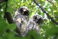 Couple of long eared owls