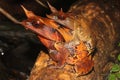 Couple of Long-nosed horned frog (Megophrys nasuta) from rainforest in Borneo Royalty Free Stock Photo