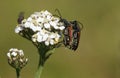 Couple Of Longhorn Beetle Species Anastrangalia Sanguinolenta, Mating On Yarrow Blossom