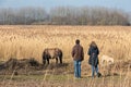 Couple looking to konikhorse with foal in Dutch National Park
