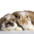 Couple of Lop Rabbit