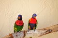 Couple of Lorikeet birds on branch Royalty Free Stock Photo