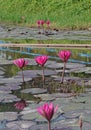 Lotus flower blooming in a pond