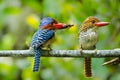 Couple of love of Banded Kingfisher