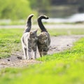 couple in love beautiful striped cats are side by side on a gr Royalty Free Stock Photo