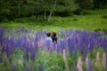 Couple in Love Embracing in Lupine Flowers Royalty Free Stock Photo
