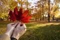 Couple in love holding with hands two red maple tree leaves Royalty Free Stock Photo