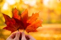 Couple in love holding with hands two red maple tree leaves