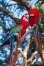 Couple in love parrots