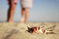 Couple in love with seashells on the shore of the sea Royalty Free Stock Photo