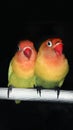 Couple of Lovebird
