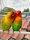 Colorful couple Lovebird on a cage
