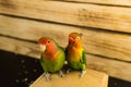Couple of lovebird parrots on a wooden board and a background of boards