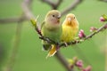 Couple of lovebird on a peach branch Royalty Free Stock Photo