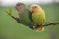 Couple of lovebird on a peach branch