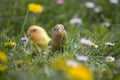 Couple of lovebird on a peach branch Royalty Free Stock Photo