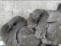 Couple of lovely pigeons with black eyes sitting close to each other feathers wings Indian American please download