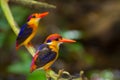 Couple lover of Dwarf Kingfisher