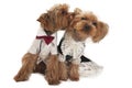 Couple of loving little yorkshire terriers in costumes.