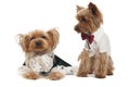 Couple of loving little yorkshire terriers in costumes,