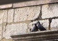A couple of loving pigeons Royalty Free Stock Photo