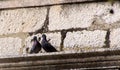 A couple of loving pigeons Royalty Free Stock Photo