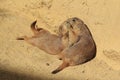 Loving prairie dogs Royalty Free Stock Photo