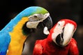 Couple Macaws bird [Ara ararauna][ Scarlet Macaw]