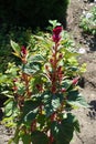 Couple of magenta-colored flowers of Celosia argentea var. cristata in August