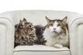 Couple Maine Coon cat seating on white sofa closeup look right Royalty Free Stock Photo