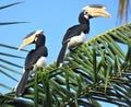 couple of Malabar Hornbills observing the surroundings, in Polonnaruwa, Sri Lanka.