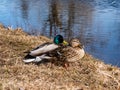 A couple - male and female of mallards or wild ducks Anas platyrhynchos, one with a glossy bottle-green head and other with