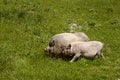 Couple male and female pigs grazing in the green spring meadow