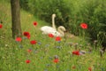 Couple swans with poppies in spring. Royalty Free Stock Photo