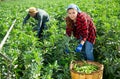Couple of male and female workers harvest crop of soybean