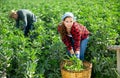 Couple of male and female workers harvest crop of soybean