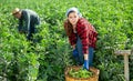 Couple of male and female workers harvest crop of soybean