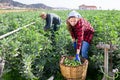 Couple of male and female workers harvest crop of soybean