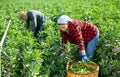 Couple of male and female workers harvest crop of soybean