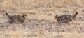 Endangered Lesser Prairie-Chickens on the New Mexico Prairie