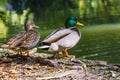 The couple of mallard Anas platyrhynchos dabbling duck waterfowl birds. Closeup of a female and male drake mallard duck in a pond Royalty Free Stock Photo