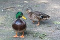 Couple of Mallard Ducks Royalty Free Stock Photo