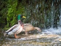 Couple mallard ducks eating in the water near waterfall