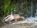 Couple mallard ducks eating in the water near waterfall Royalty Free Stock Photo