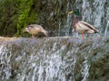 Couple mallard ducks Looking for food at the water in the waterfall