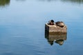 couple of mallard ducks resting on a stone in a lake