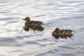 Couple of mallard ducks in shimmering water in a calm lake. Royalty Free Stock Photo